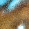 NASA has delivered another Image of Mars’ Blue Dunes and It’s a quite sight