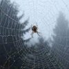 MIT analysts need to converse with arachnids