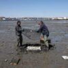 Reused oyster shell project targets sea fermentation along Maine coast